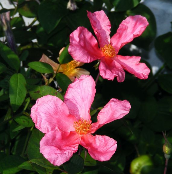 Mutabilis photo mu2013_08020037_zpsb4d97df5.jpg